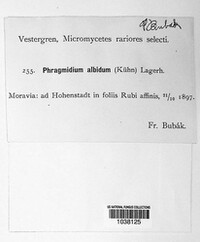 Kuehneola uredinis image
